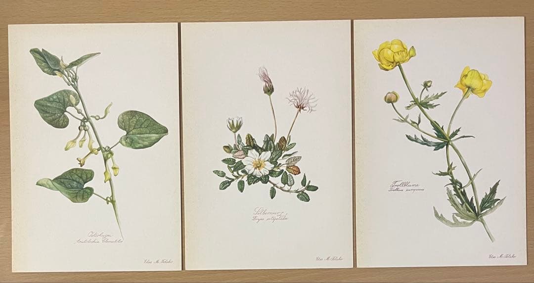 No.436ドイツ ヴィンテージ 紙もの ボタニカルアート 植物図鑑 水彩画