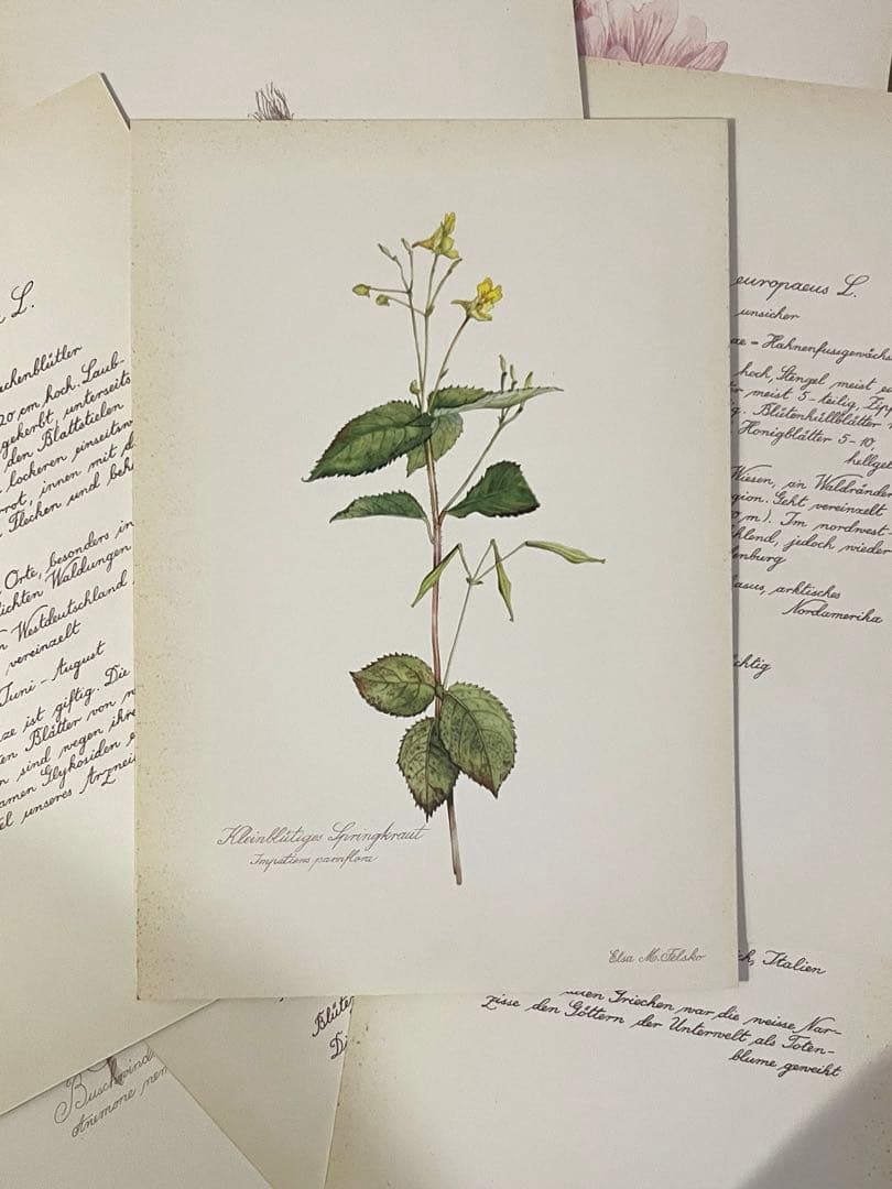 No.436ドイツ ヴィンテージ 紙もの ボタニカルアート 植物図鑑 水彩画