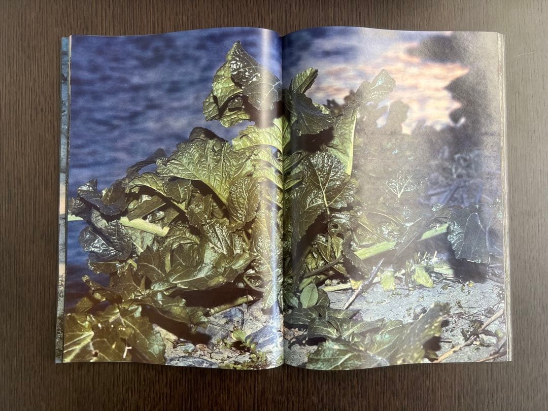 横田太輔　「植物、多摩川中流域、冬」 Daisuke Yokota