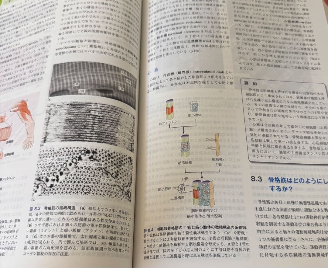 【新品未使用】Human Physiology オックスフォード 生理学 第四版