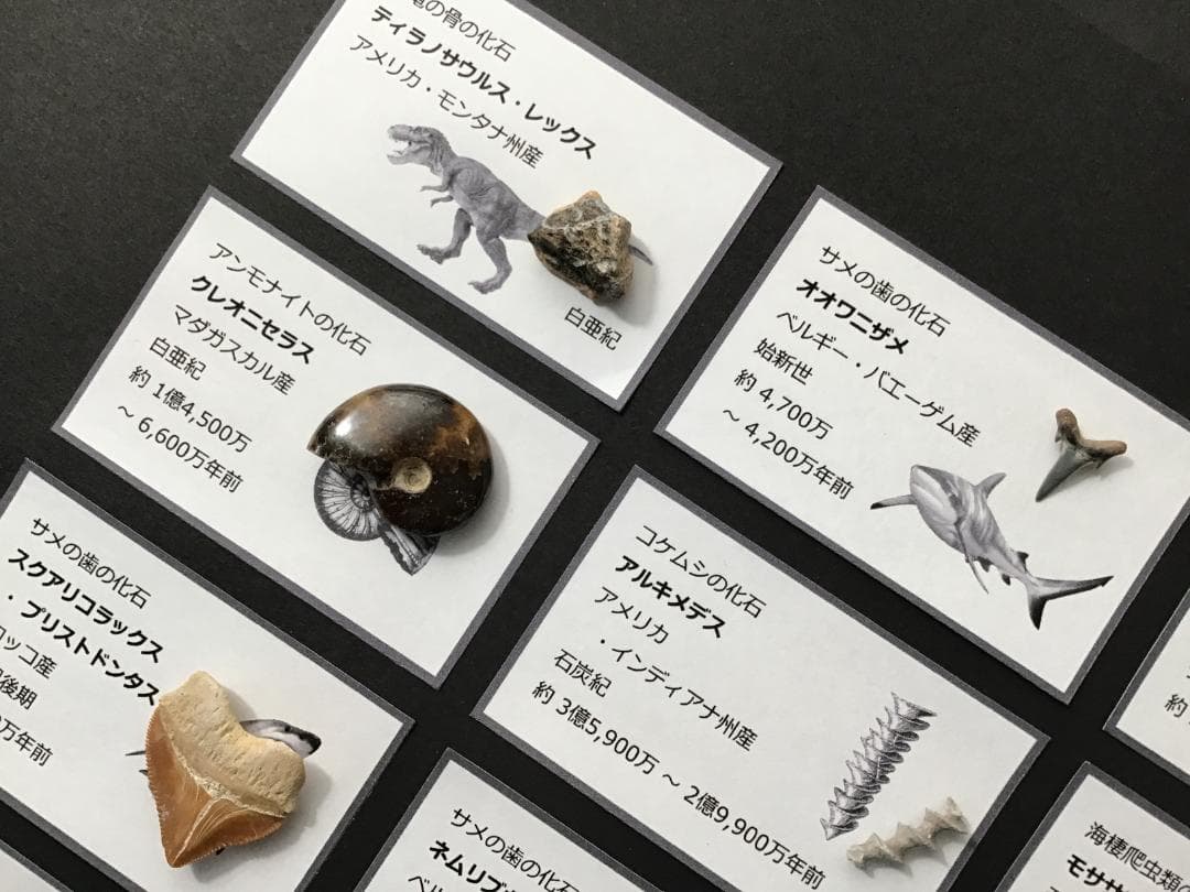 化石 20種 セット [ZG18] 三葉虫 トリケラトプス ティラノサウルス