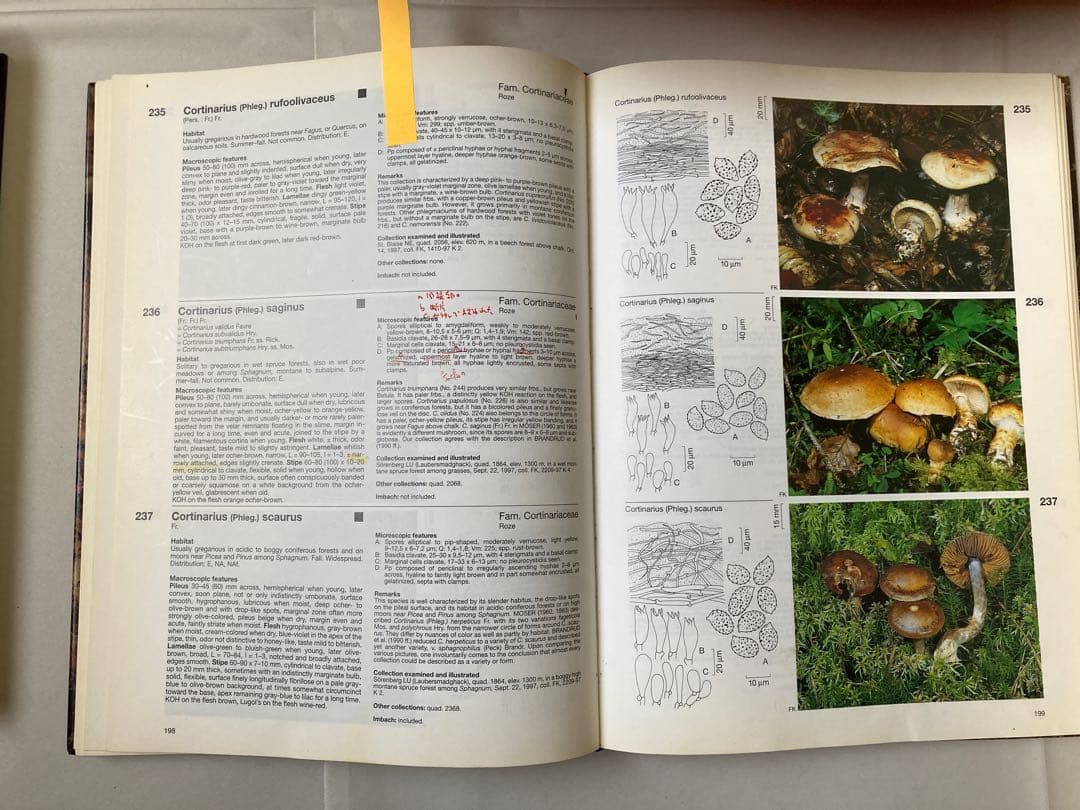 Fungi of Switzerland （スイス菌類図鑑）全6巻セット