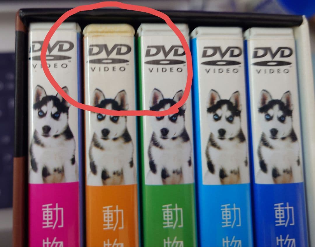 動物のお医者さんDVDBOX/中古/ドラマ/吉沢悠