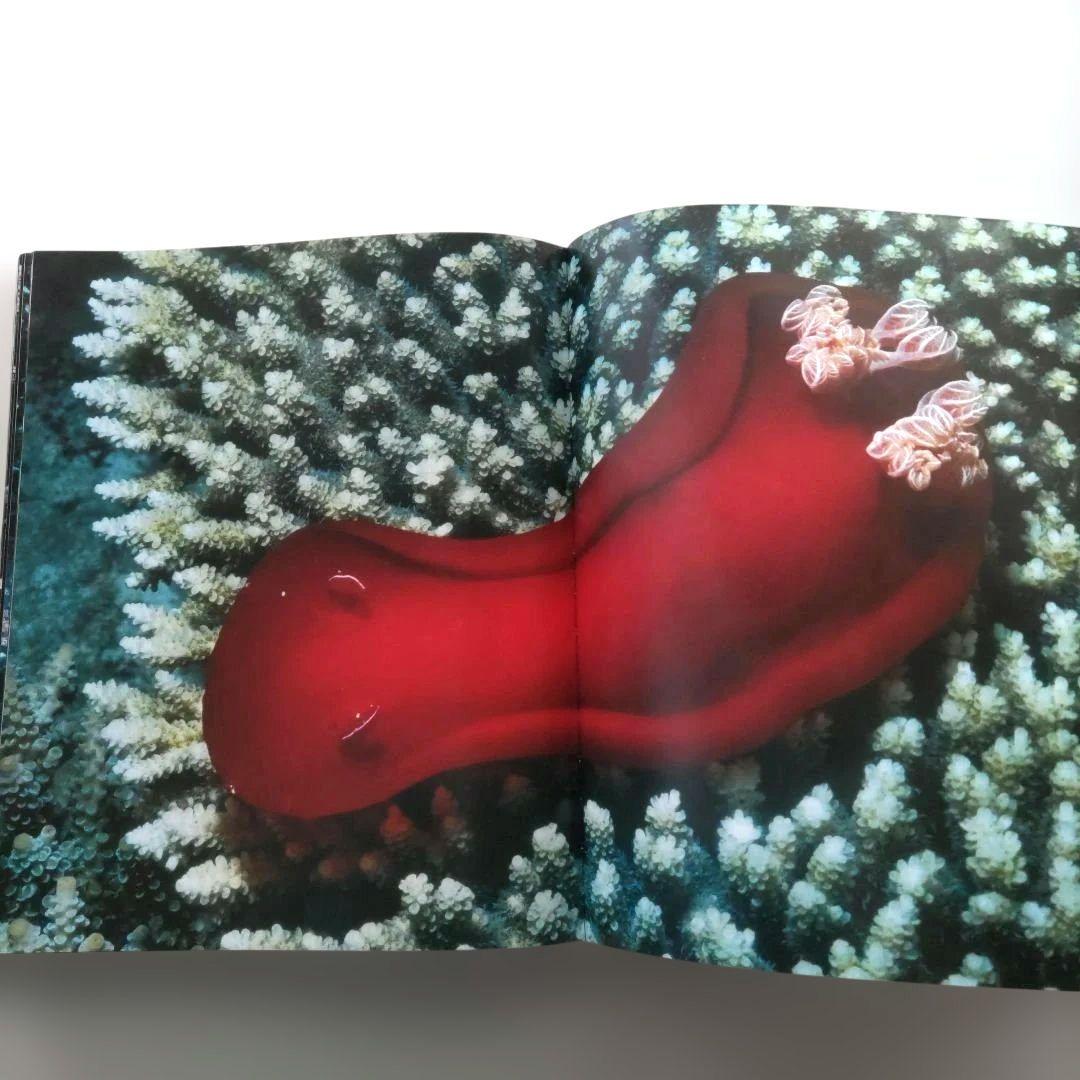 Leni Riefenstahl: Five Lives/写真集 作品集 洋書