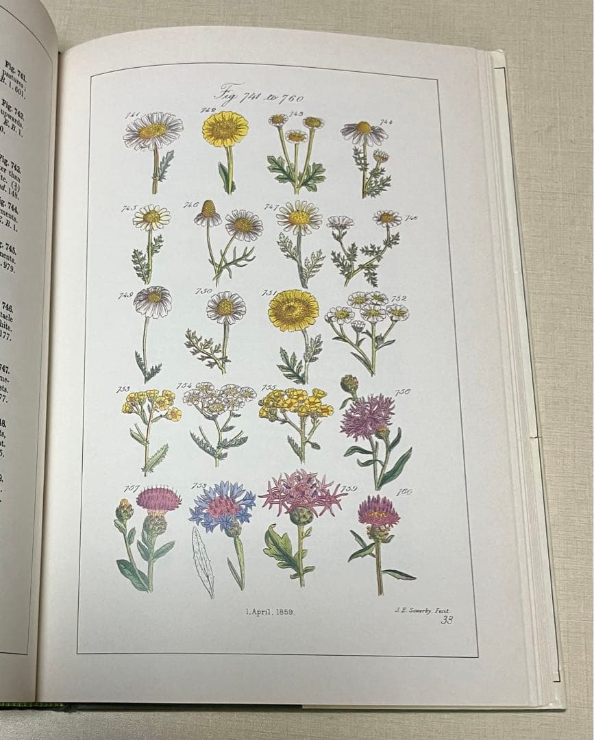 洋書　WORLD FLOWERS 植物画