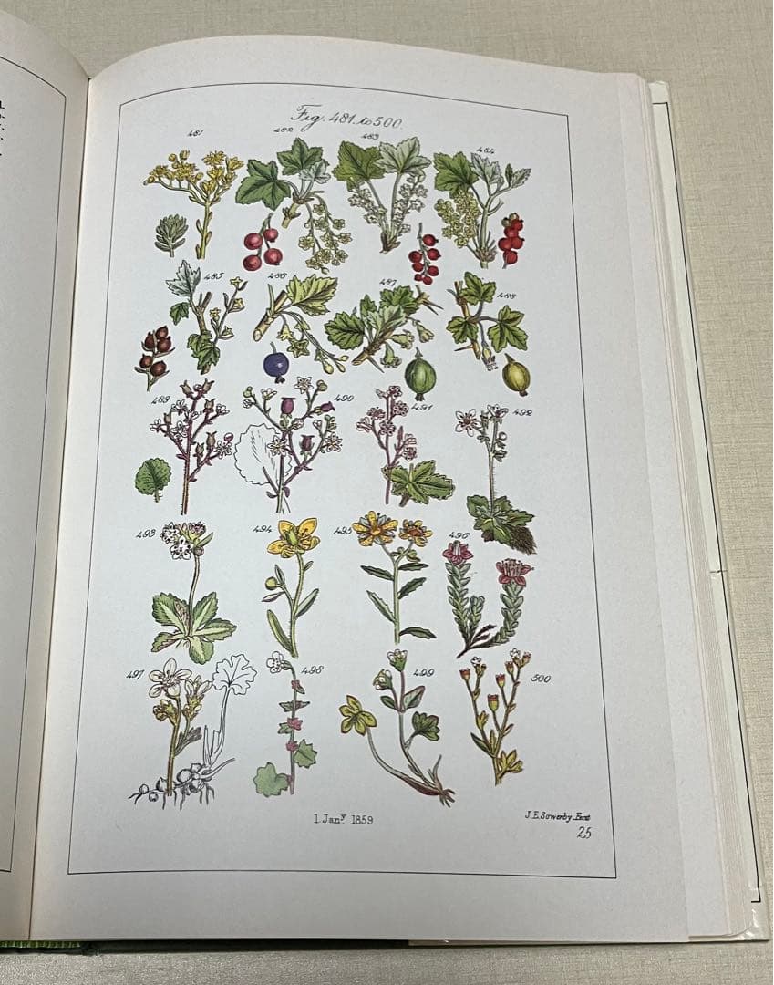 洋書　WORLD FLOWERS 植物画