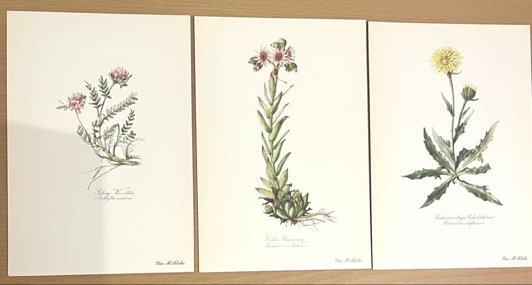 No.290ドイツ ビンテージ 紙もの ボタニカルアート 植物図鑑 水彩画