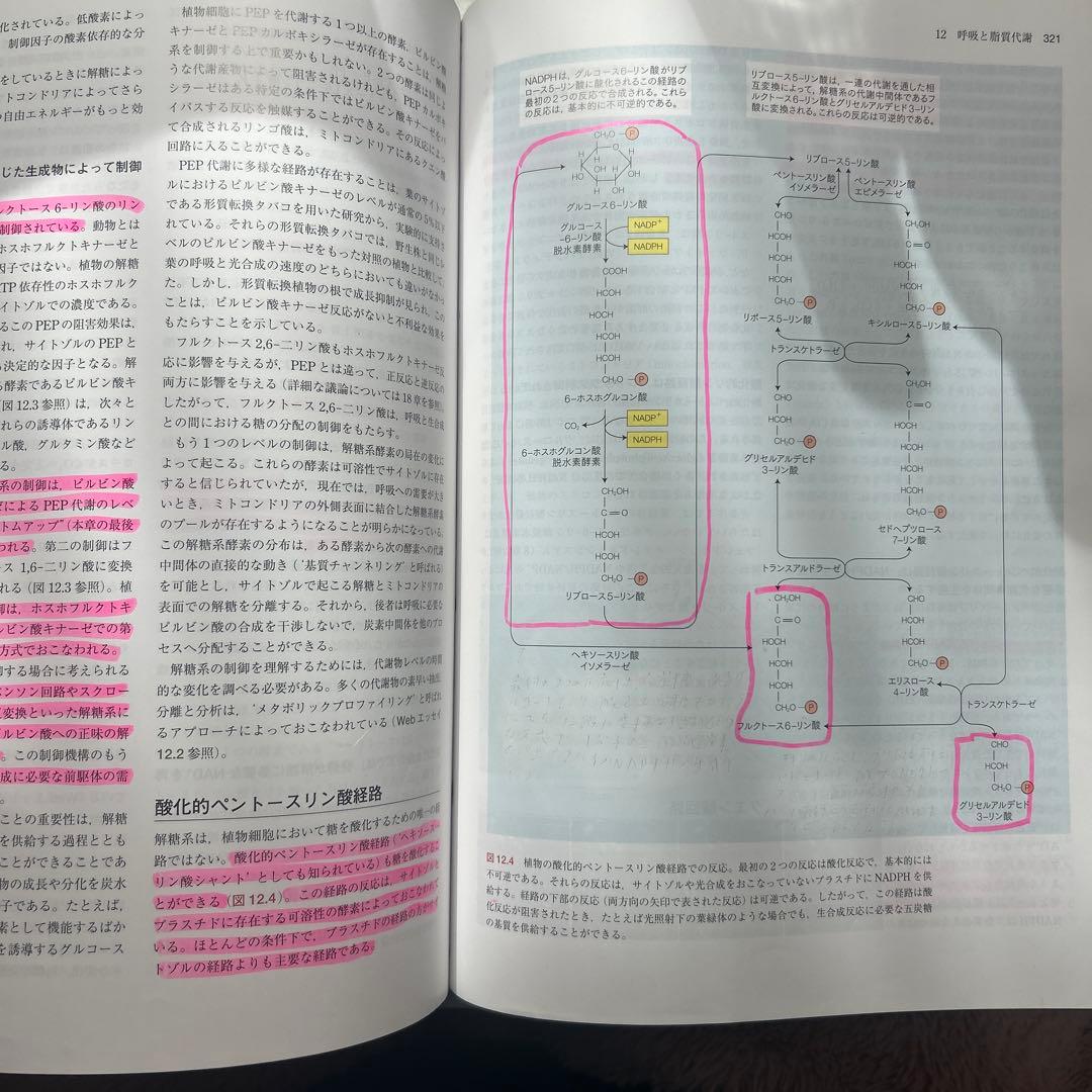 テイツ/ザイガー 植物生理学・発生学