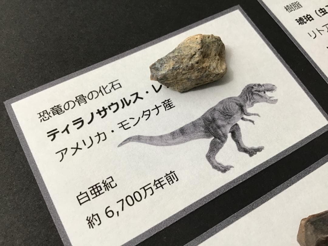 化石 4種 [ZE38] トリケラトプス ティラノサウルス 琥珀 モササウルス