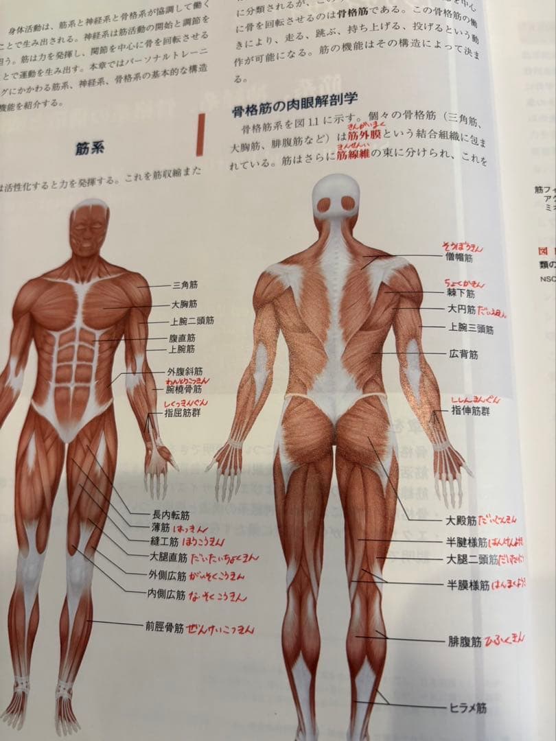NSCA パーソナルトレーナーのための基礎知識 第2版