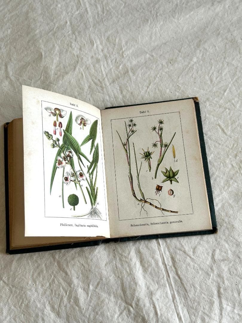 １９０5年　イラクサ科　石版印刷　ボタニカル　植物解剖図　植物図鑑　アンティーク