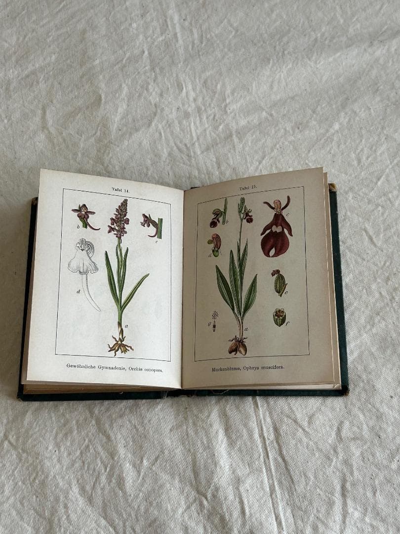 １９０5年　イラクサ科　石版印刷　ボタニカル　植物解剖図　植物図鑑　アンティーク