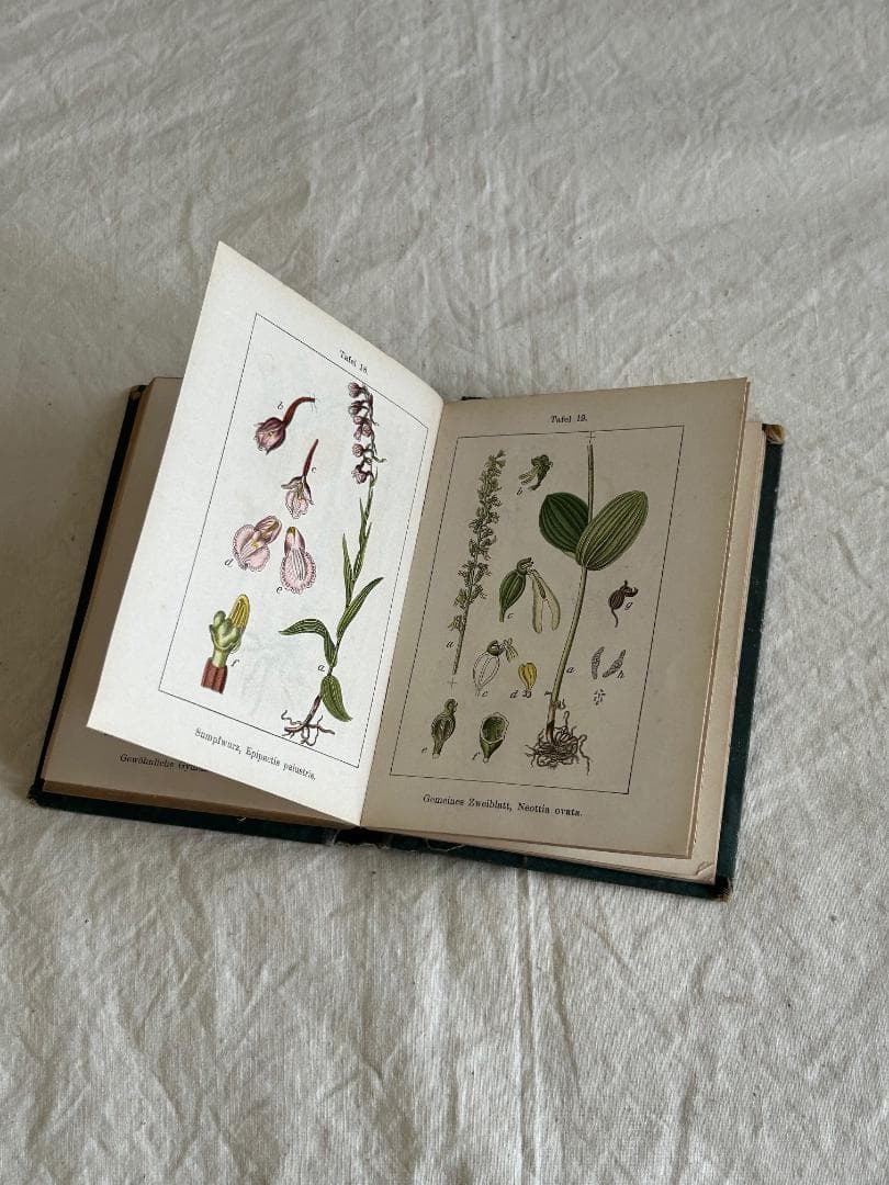 １９０5年　イラクサ科　石版印刷　ボタニカル　植物解剖図　植物図鑑　アンティーク