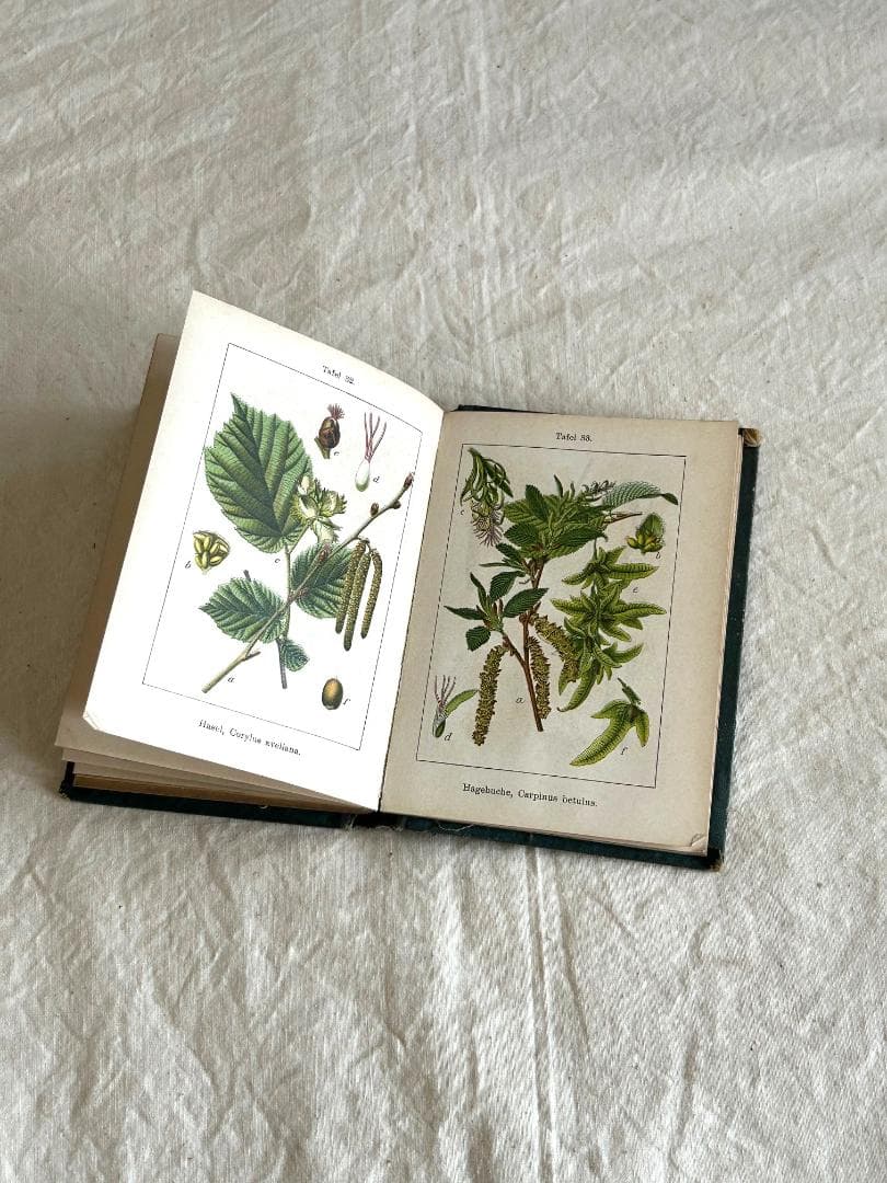 １９０5年　イラクサ科　石版印刷　ボタニカル　植物解剖図　植物図鑑　アンティーク