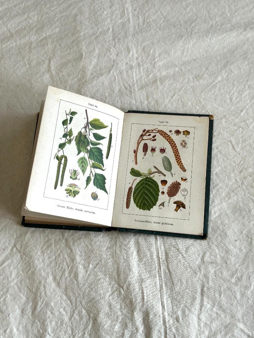 １９０5年　イラクサ科　石版印刷　ボタニカル　植物解剖図　植物図鑑　アンティーク