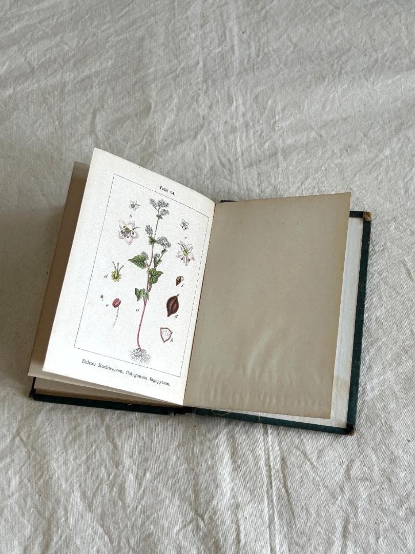 １９０5年　イラクサ科　石版印刷　ボタニカル　植物解剖図　植物図鑑　アンティーク
