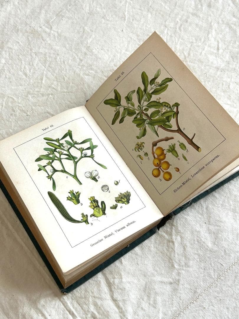 １９０5年　イラクサ科　石版印刷　ボタニカル　植物解剖図　植物図鑑　アンティーク