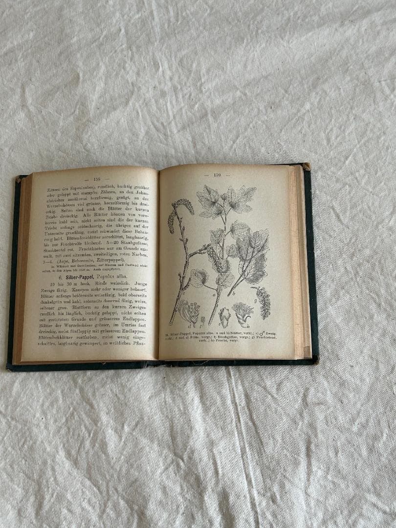 １９０5年　イラクサ科　石版印刷　ボタニカル　植物解剖図　植物図鑑　アンティーク