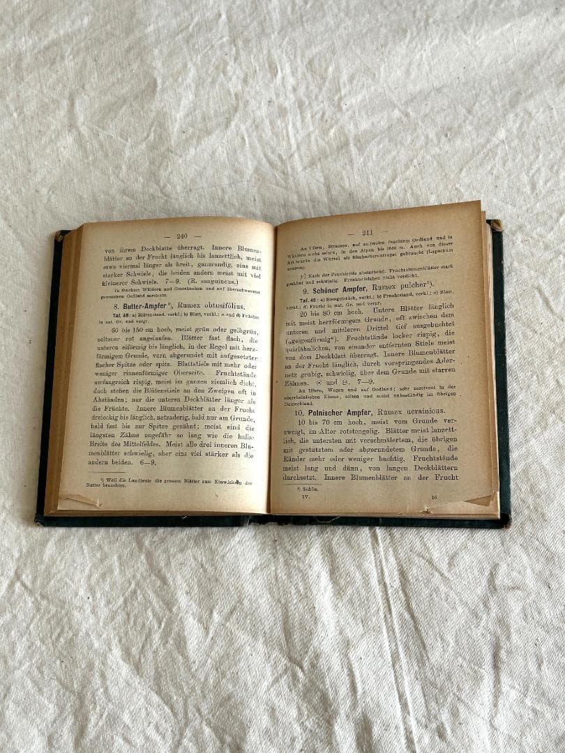 １９０5年　イラクサ科　石版印刷　ボタニカル　植物解剖図　植物図鑑　アンティーク