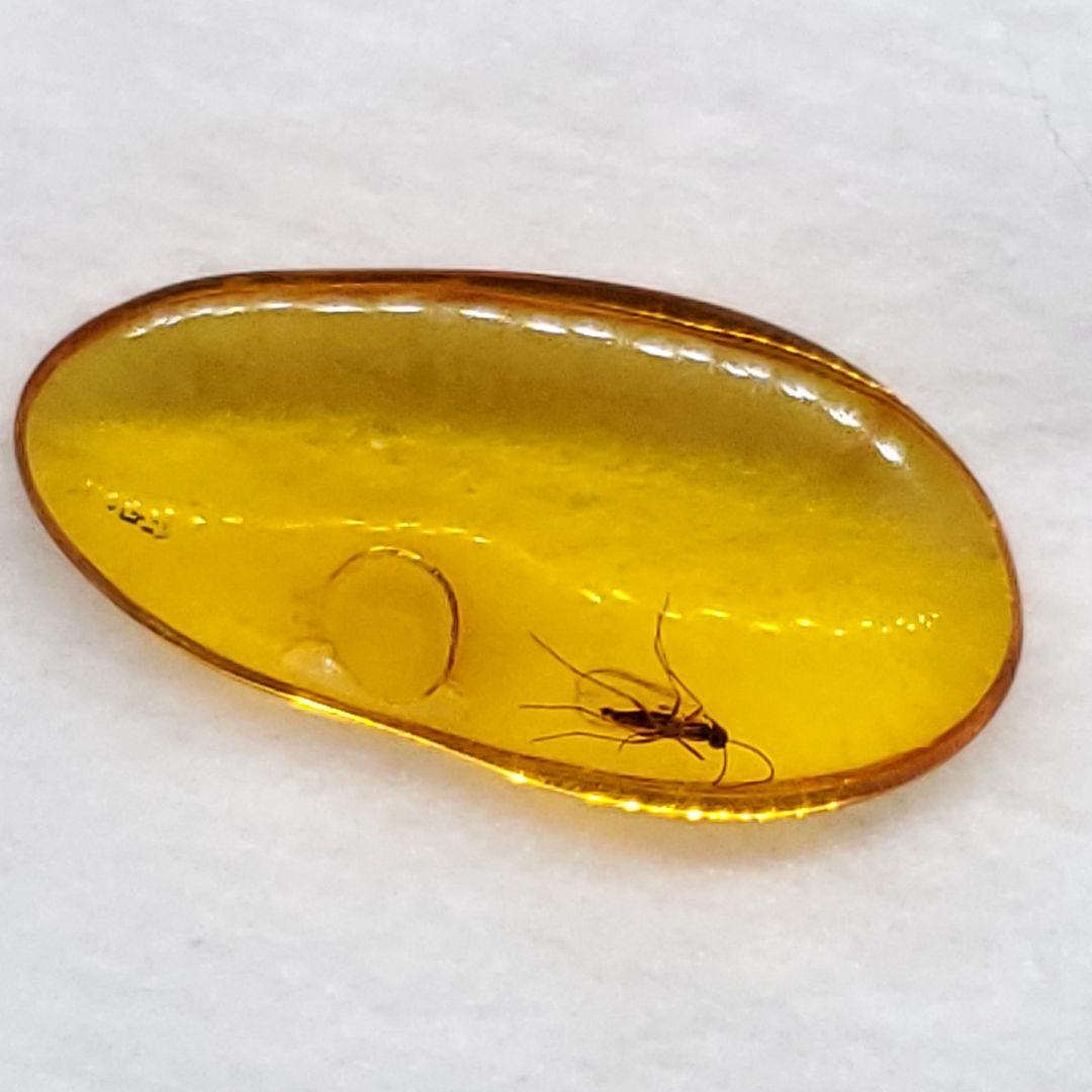 虫入り 琥珀 化石 本物 バルト海産 ケース付き 14.34mm ab238