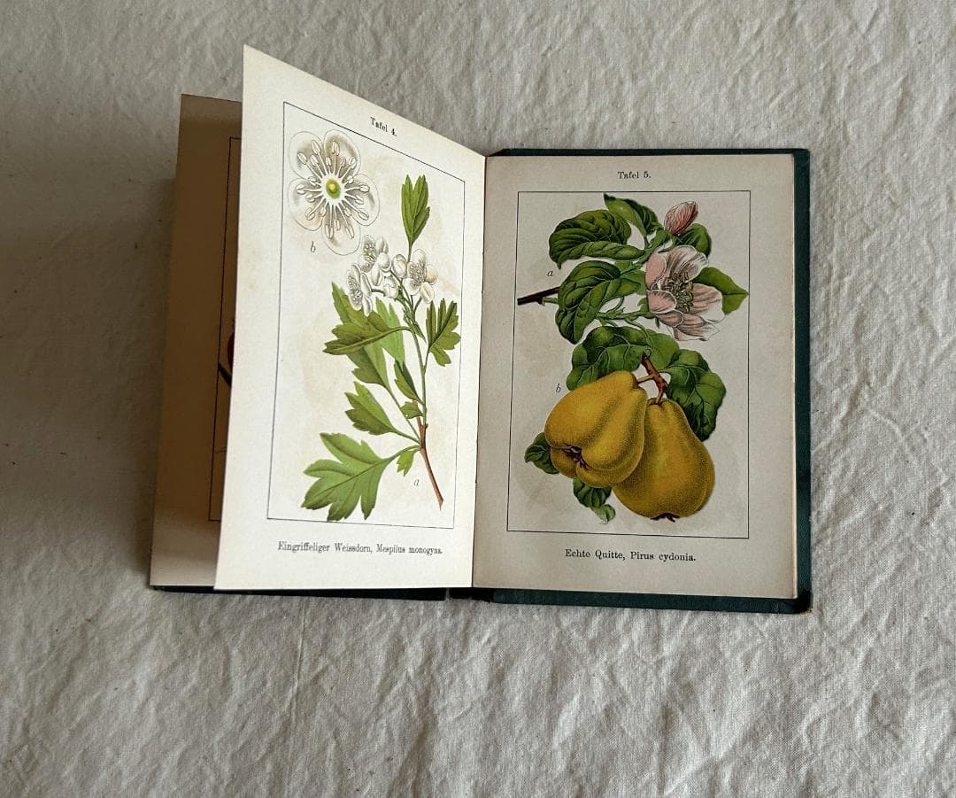 １９０４年　バラ科　石版印刷　ボタニカル　植物解剖図　植物図鑑　アンティーク