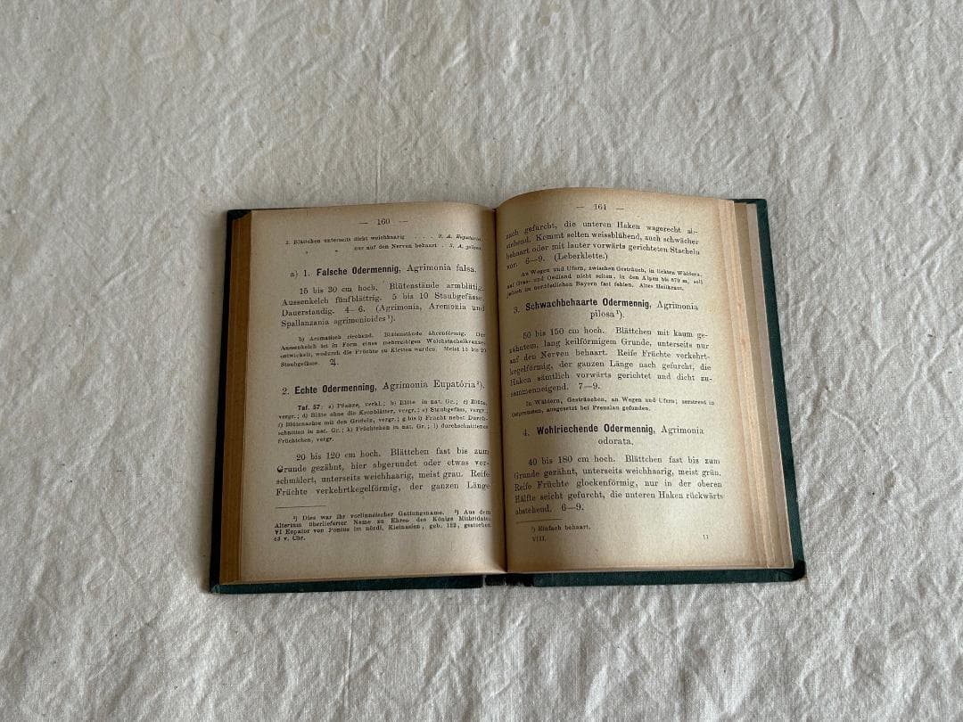 １９０４年　バラ科　石版印刷　ボタニカル　植物解剖図　植物図鑑　アンティーク