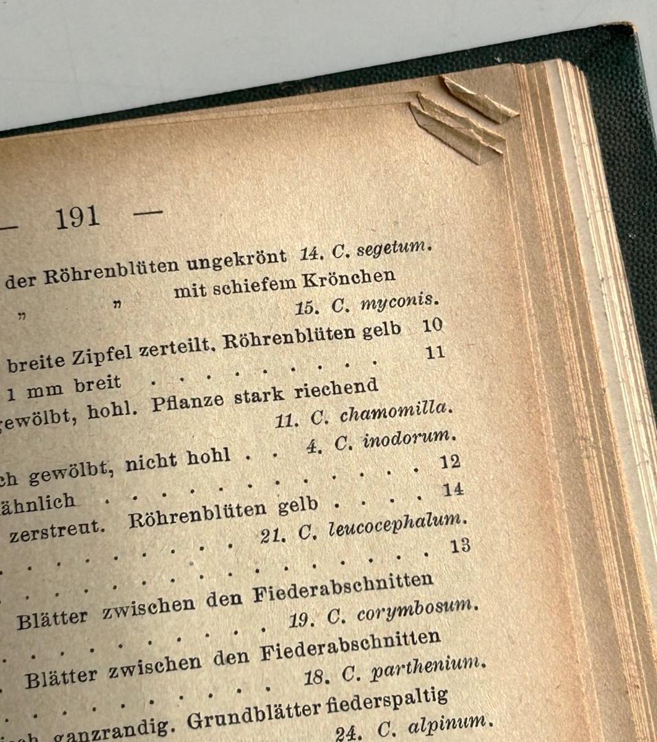 １９０５年　石版印刷　ボタニカル　植物解剖図　植物図鑑　アンティーク