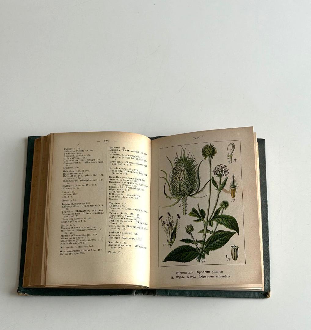 １９０５年　石版印刷　ボタニカル　植物解剖図　植物図鑑　アンティーク