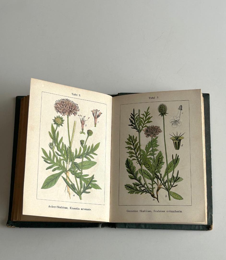 １９０５年　石版印刷　ボタニカル　植物解剖図　植物図鑑　アンティーク