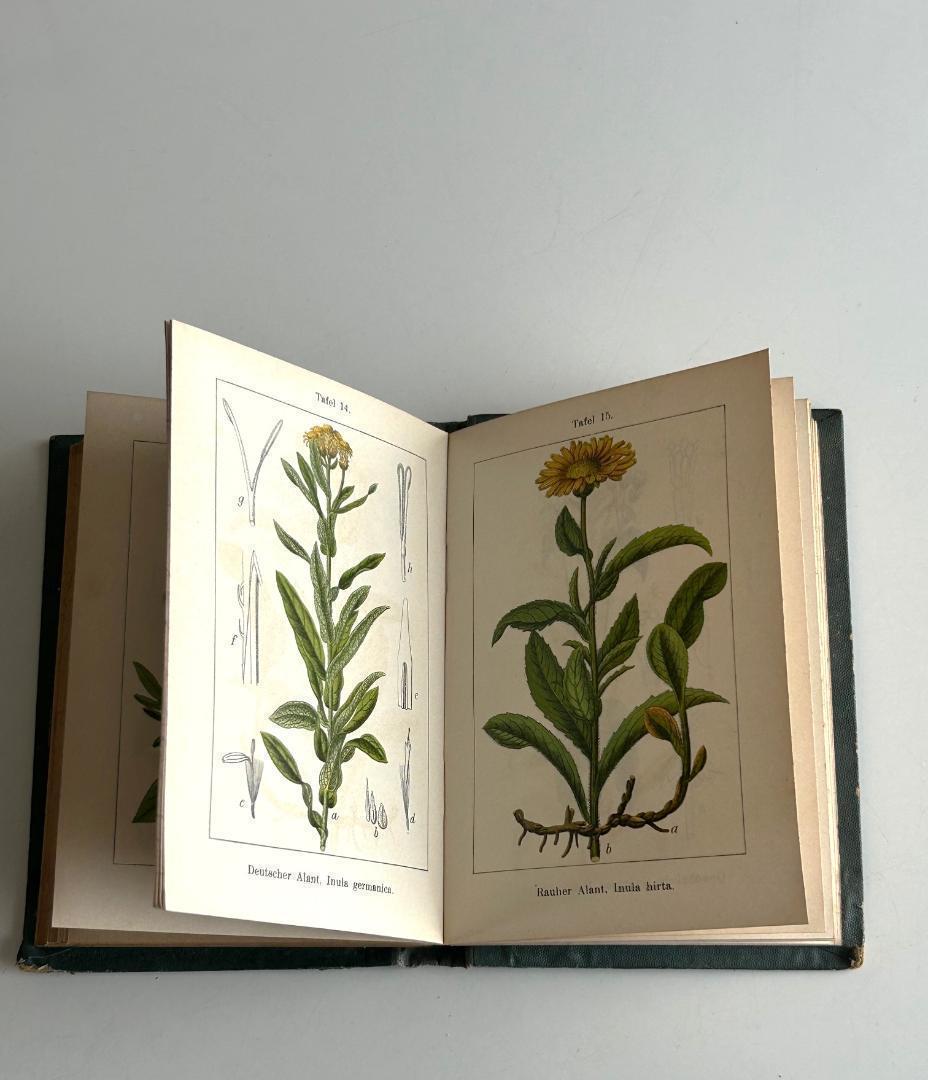 １９０５年　石版印刷　ボタニカル　植物解剖図　植物図鑑　アンティーク