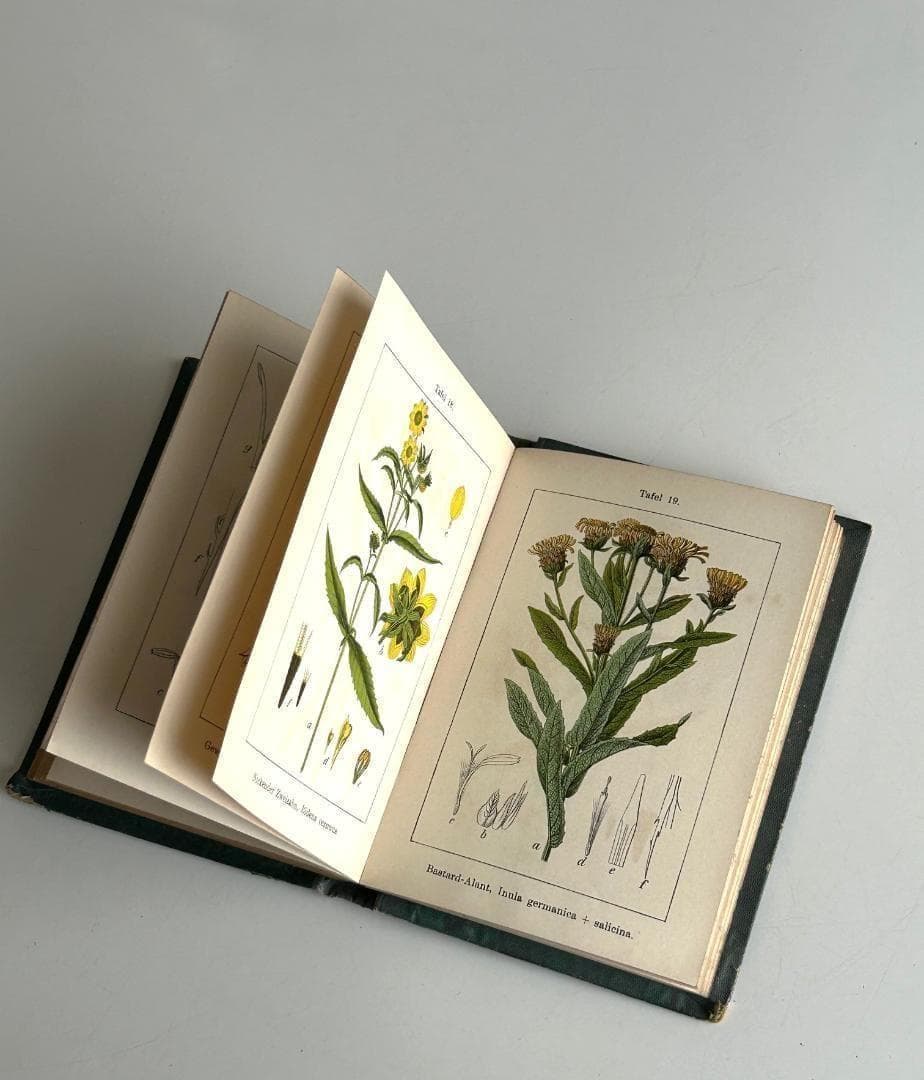 １９０５年　石版印刷　ボタニカル　植物解剖図　植物図鑑　アンティーク