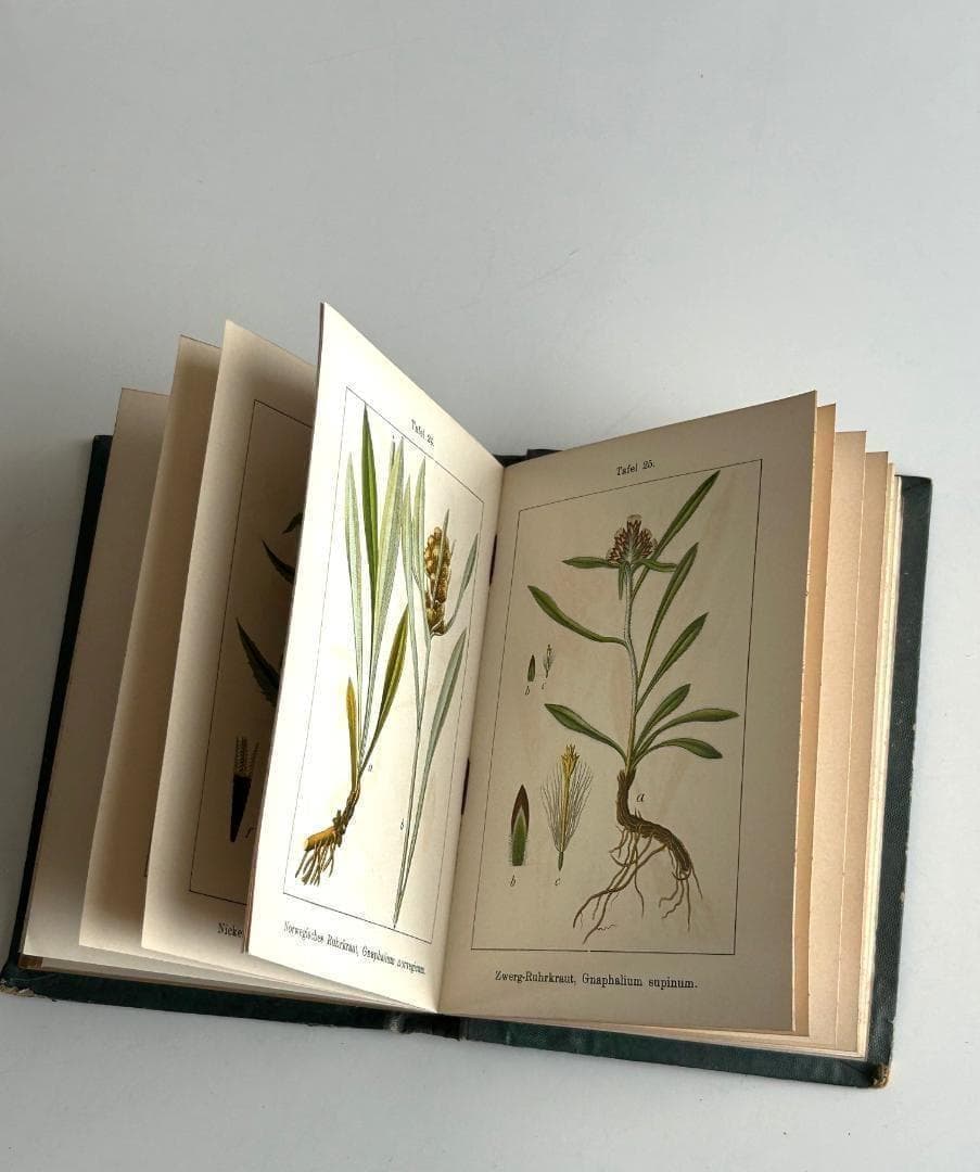 １９０５年　石版印刷　ボタニカル　植物解剖図　植物図鑑　アンティーク