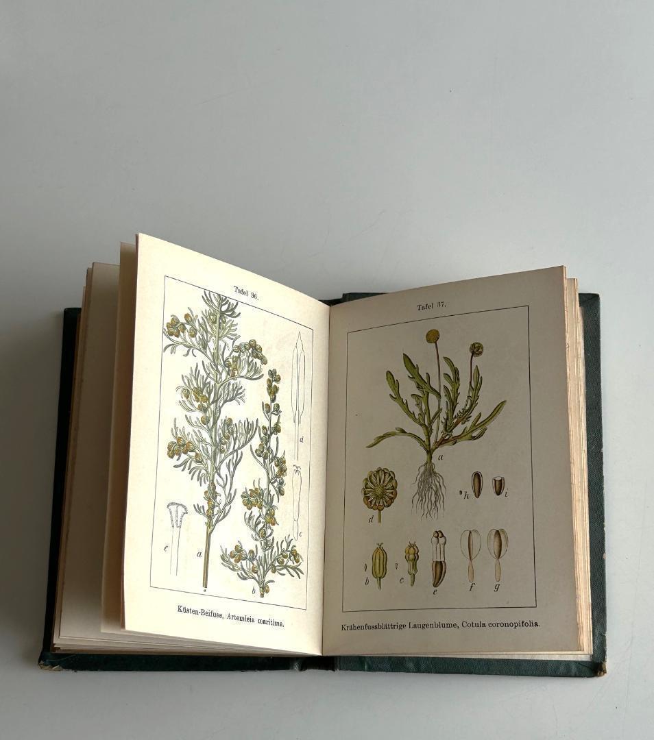 １９０５年　石版印刷　ボタニカル　植物解剖図　植物図鑑　アンティーク