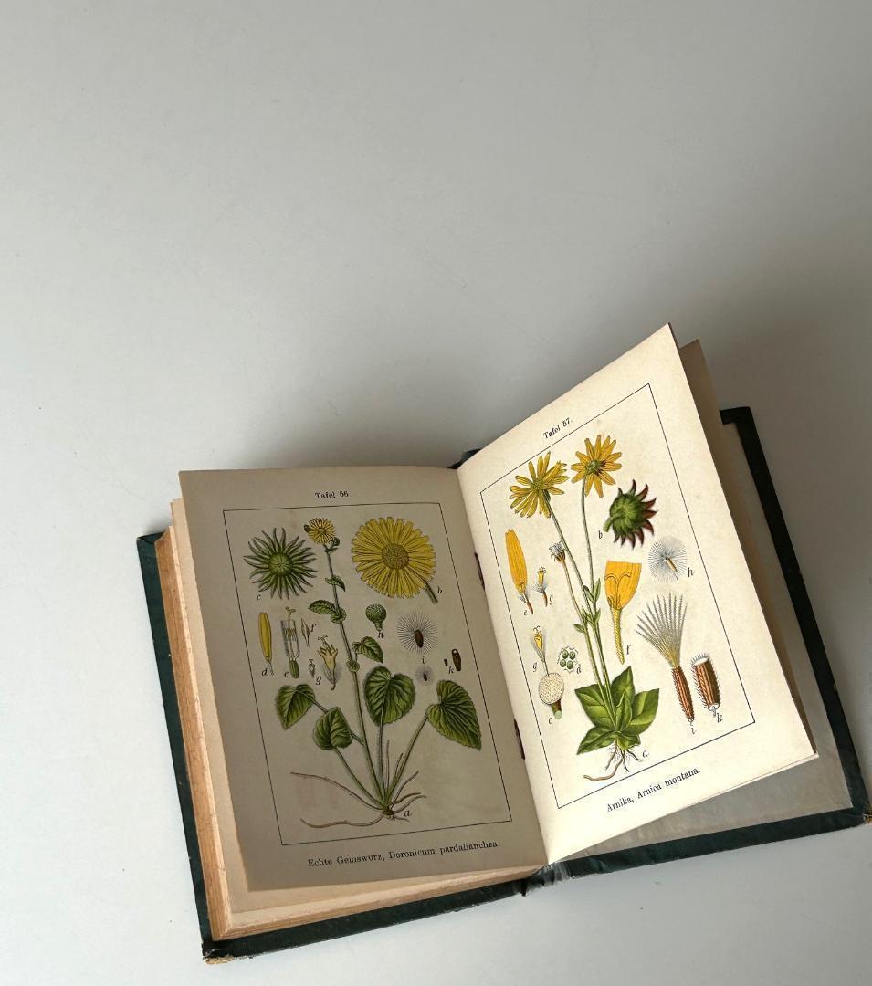 １９０５年　石版印刷　ボタニカル　植物解剖図　植物図鑑　アンティーク