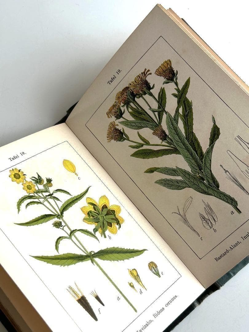 １９０５年　石版印刷　ボタニカル　植物解剖図　植物図鑑　アンティーク