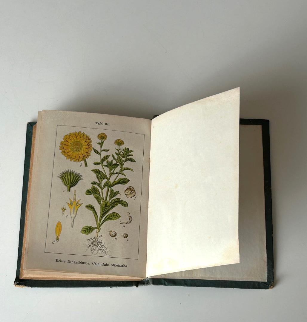 １９０５年　石版印刷　ボタニカル　植物解剖図　植物図鑑　アンティーク