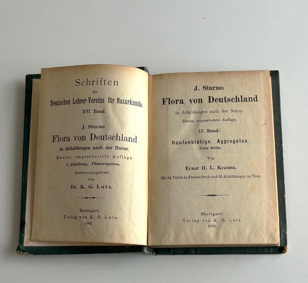 １９０５年　石版印刷　ボタニカル　植物解剖図　植物図鑑　アンティーク