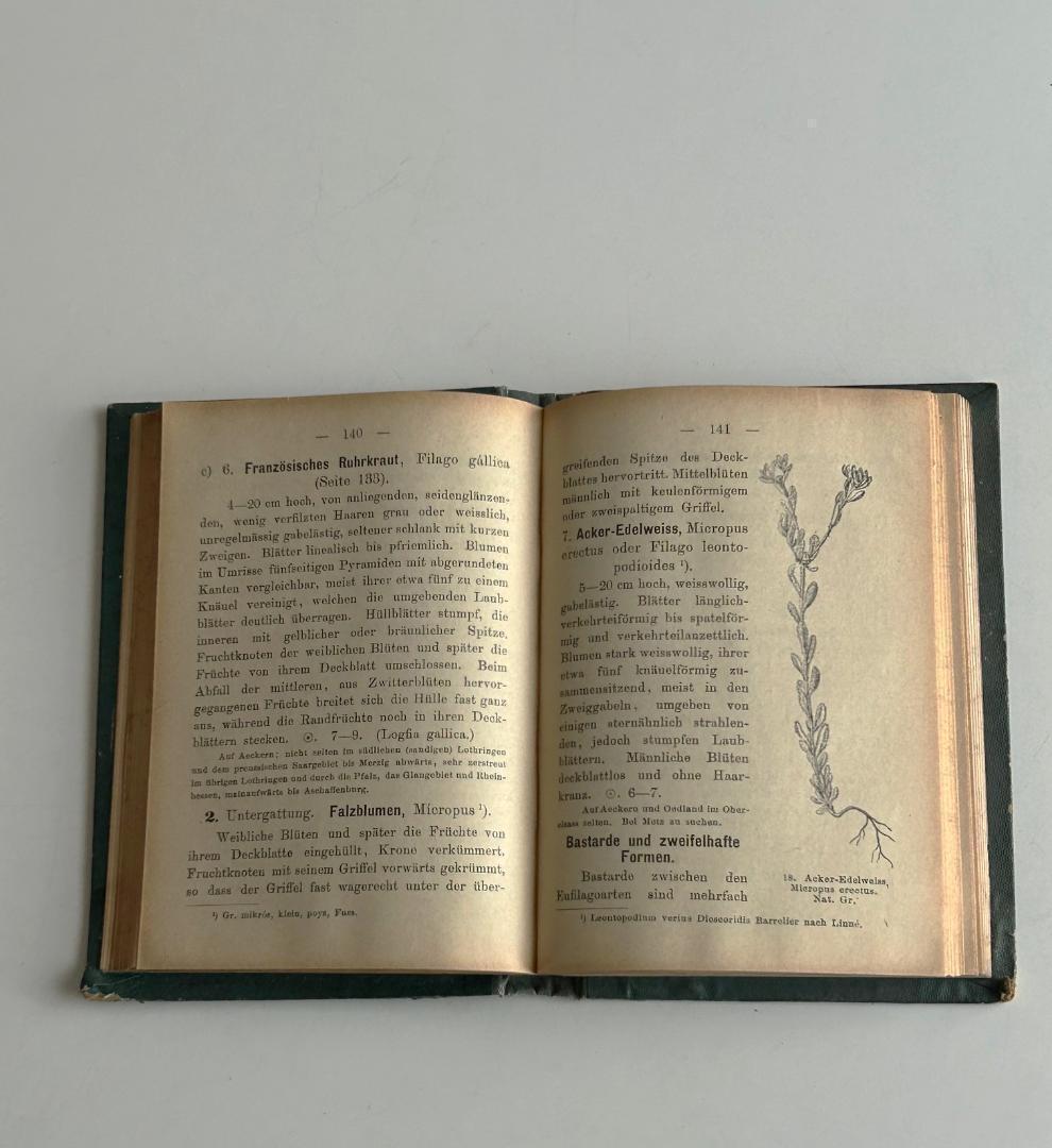 １９０５年　石版印刷　ボタニカル　植物解剖図　植物図鑑　アンティーク