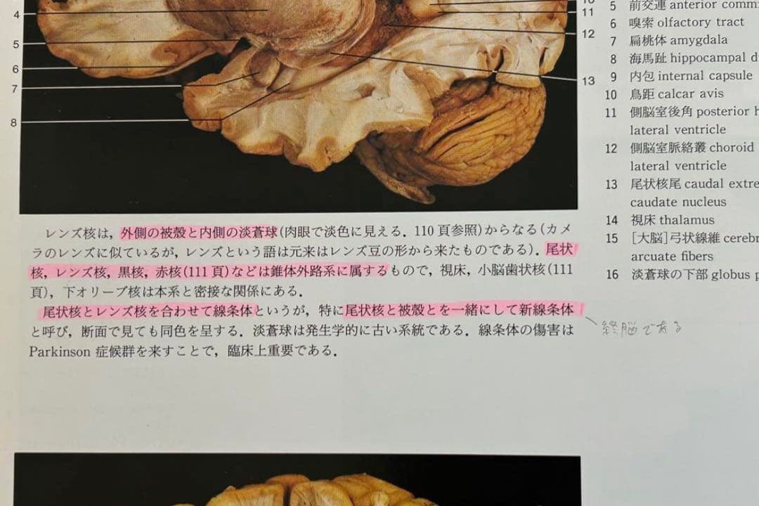 解剖学カラーアトラス　第2版　医学書　解剖学書