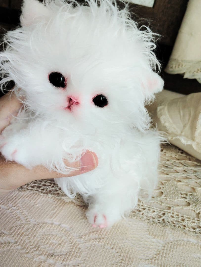 セルカークレックス子猫♡よちよち期♡癖っ毛のララちゃん♡アートドール♡ぬいぐるみ