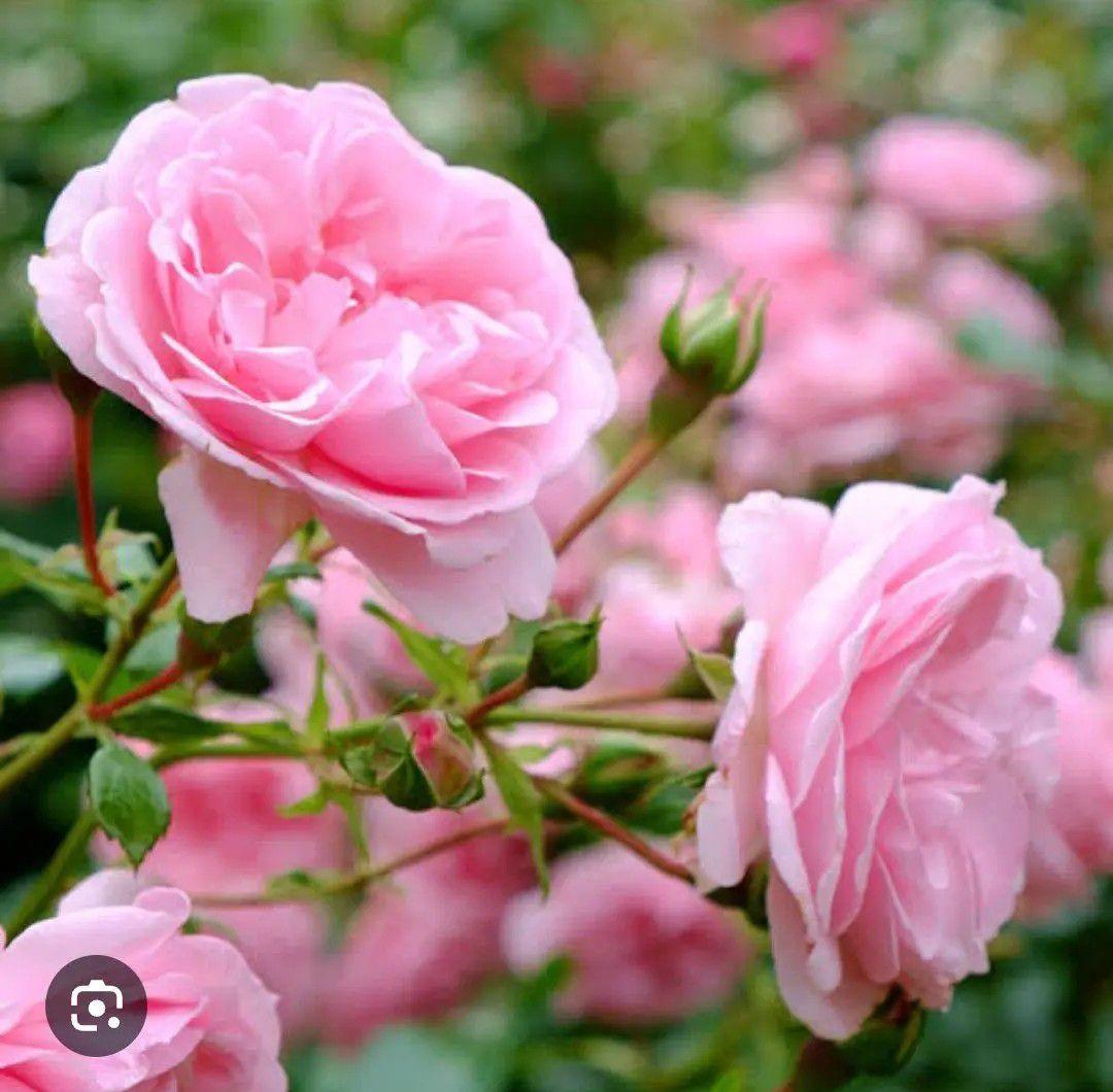 7月削除! Ferragamo フェラガモ フラットパンプス 靴 海川レジャー☘