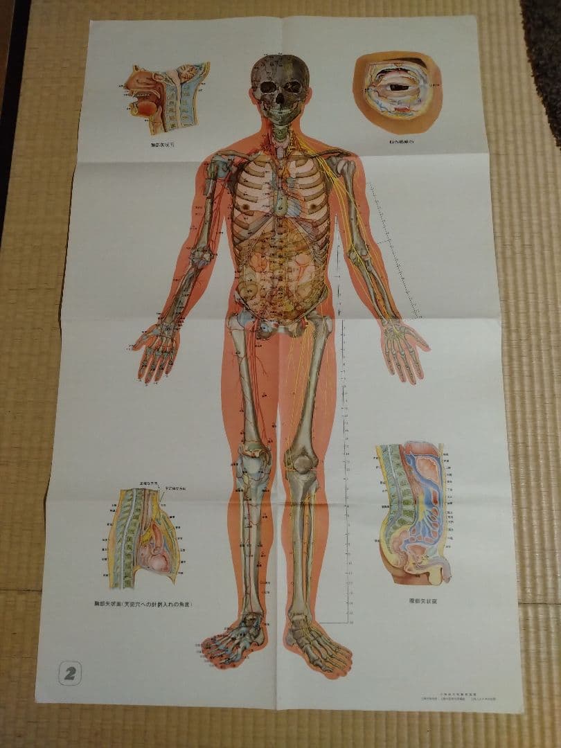 【信】上海人民出版社 十四経穴解剖掛図 説明書 十四経穴位解剖掛図