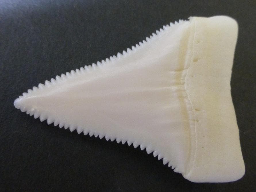 【ジャスパー】ホホジロザメ（C. carcharias）の歯45.6ｍm