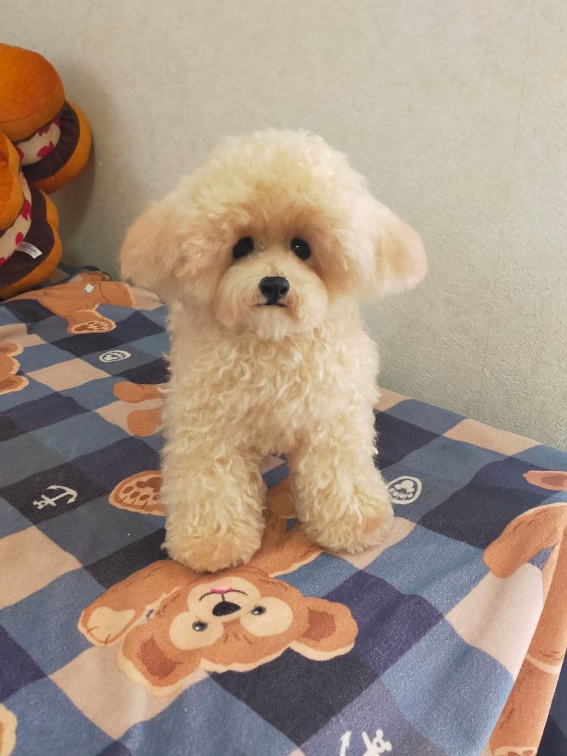 お値下げ！送料込み♡トイプードルアプリコットちゃん♡デカプー♡