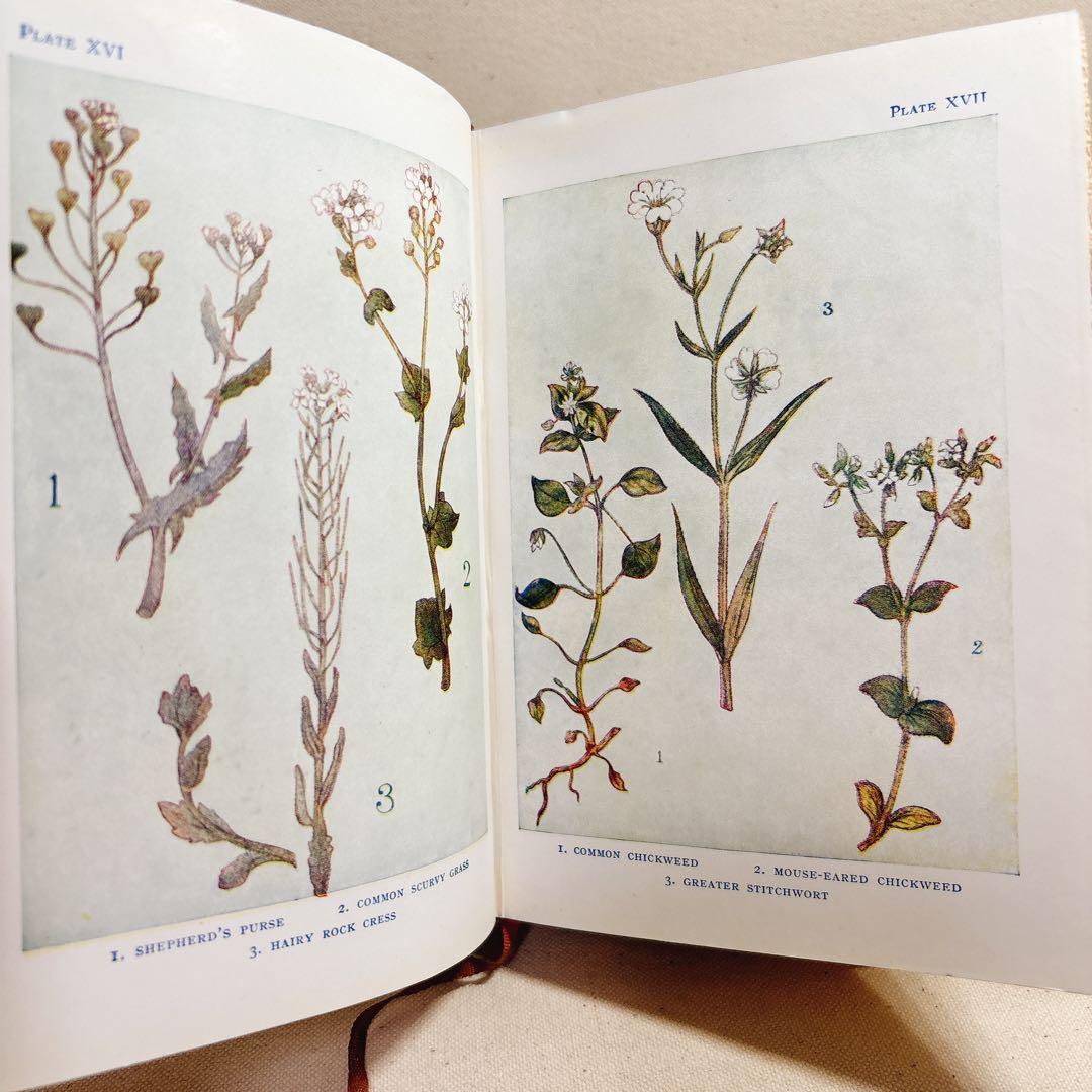 海外 ヴィンテージ洋書 FLOWERS 草花の図鑑 イギリス