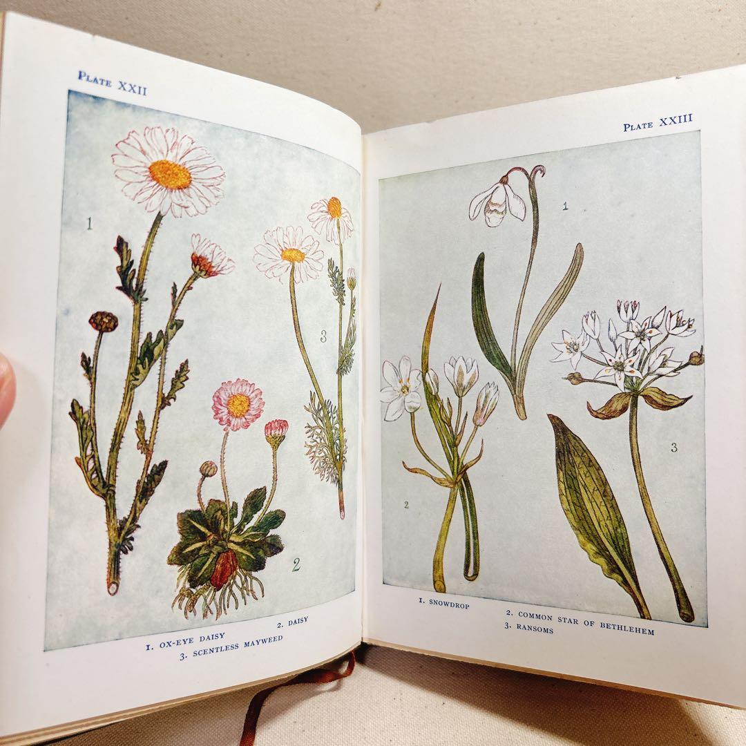 海外 ヴィンテージ洋書 FLOWERS 草花の図鑑 イギリス