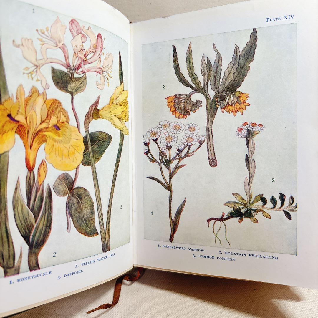 海外 ヴィンテージ洋書 FLOWERS 草花の図鑑 イギリス