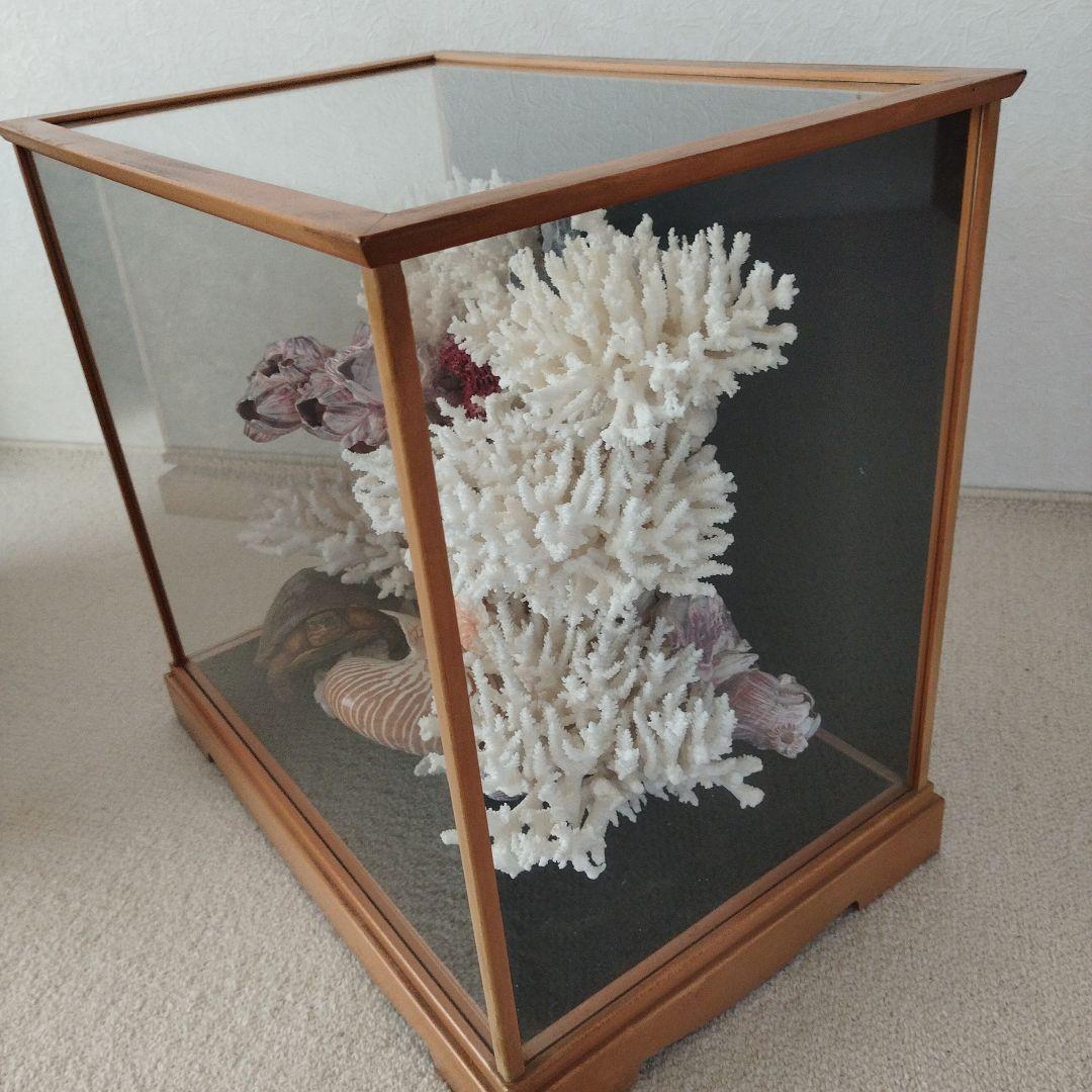 美品　珊瑚礁　置物　ガラスケース入り　特大　48cm
