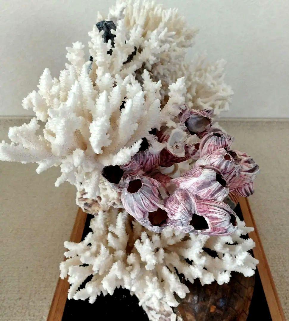 美品　珊瑚礁　置物　ガラスケース入り　特大　48cm