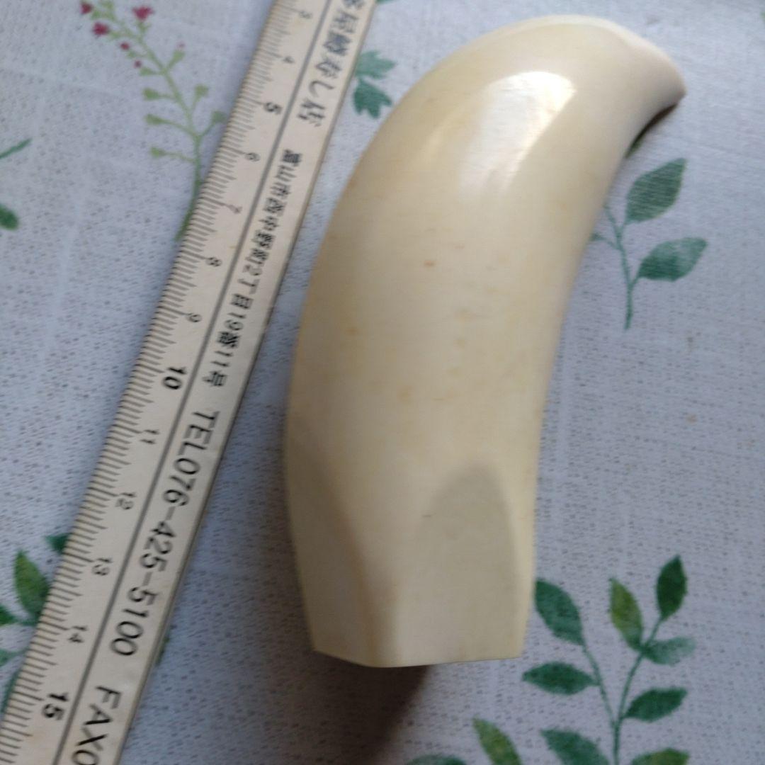 マッコウ鯨の牙です、貴重品です。